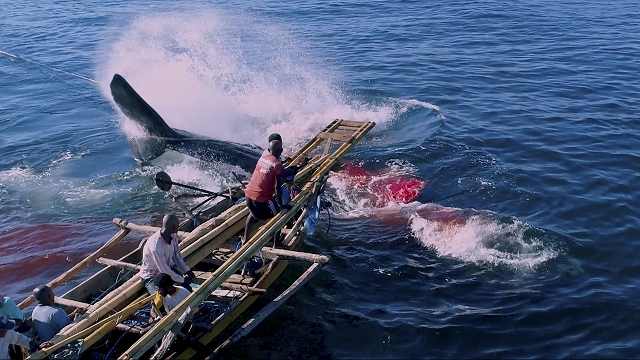 銛1本と でマッコウクジラに挑む 間 衝撃の臨場感 くじらびと 本編映像解禁 シネマnavi